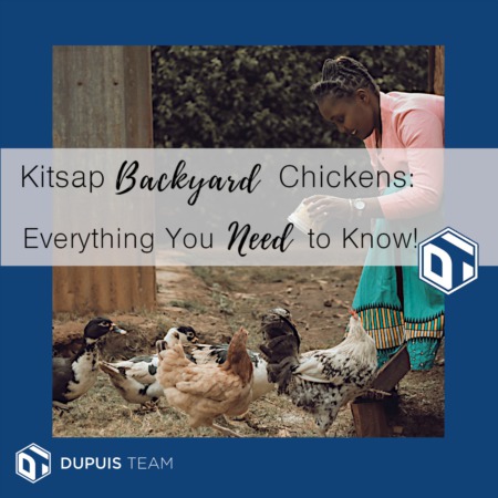 Kitsap Backyard Chickens!  Bwak bwak . . . 