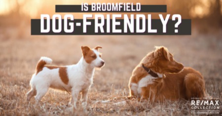 Is Broomfield Dog Friendly? Best Broomfield Dog Parks & Pet-Friendly Things to Do