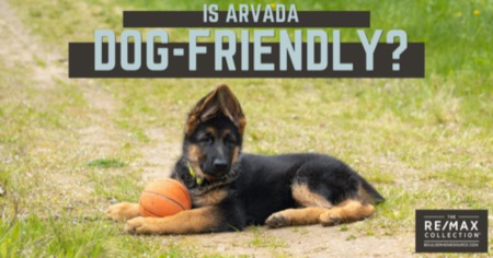 Is Arvada Dog Friendly? 5 Best Dog Parks Near Arvada & Things to Do With Your Dog