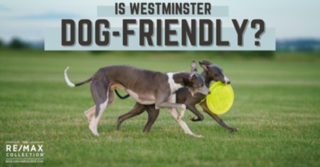 5 Dog Parks in Westminster CO: Is Westminster Dog-Friendly?