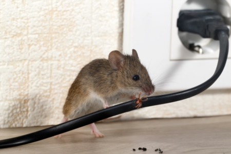 Tips for Preventing and Removing Common Home Pests