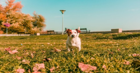 The Best Places to Take Your Dog in Charlotte