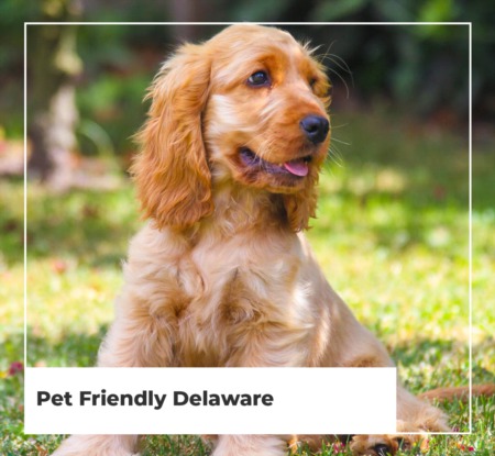 Pet Friendly Delaware