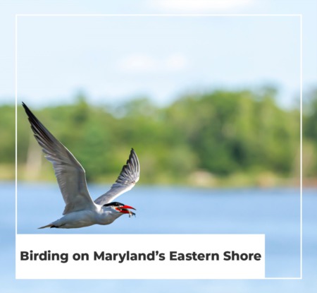 Birding On Maryland's Eastern Shore