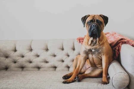 Eliminate Pet Odors in Your Home