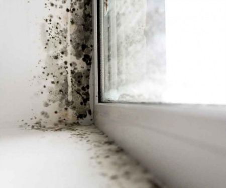 Preventing + Removing Toxic Mold