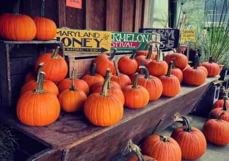 The Ultimate Baltimore Area Pumpkin Picking Guide