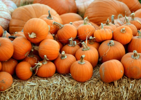 Top 5 Eastside Pumpkin Patches