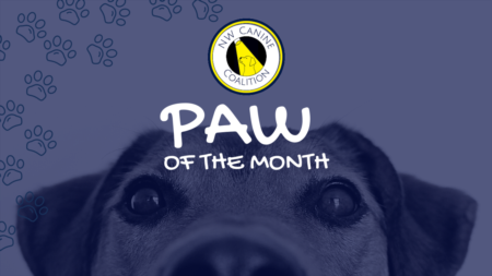Seattles Eastside Real Estate Podcast | NW Canine Coalition February Paw of the Month