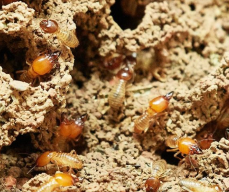 Termite Problem? Why You Should Call Pest Control.