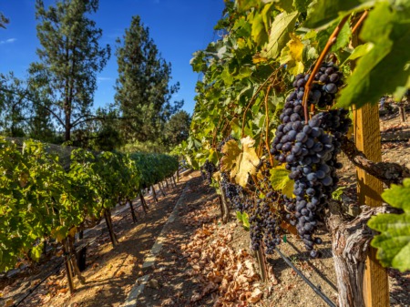 The Harvest Is On At This Stately Manor And Vineyard