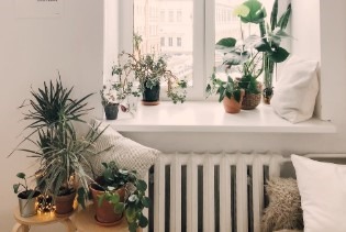 Indoor plants to decorate the home and purifies the air