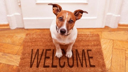 How Pets Can Help You Sell Your Home