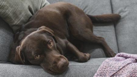 Will Fido Be Happy Here? How Much Pets Matter When Buying a Home