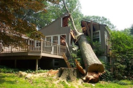 Fallen Tree Liability in Georgia