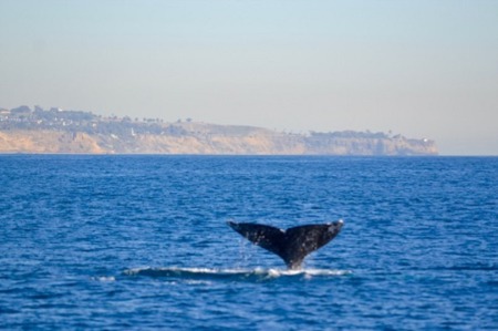 Enjoy Whale Watching Season in the South Bay