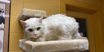 National Adopt A Shelter Pet Day - Snow White