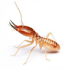 Termite damage - who pays for it?