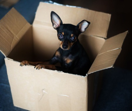 Helpful Tips For Moving With A Pet
