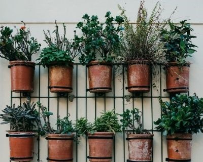 The Best Indoor Plants for Your Home