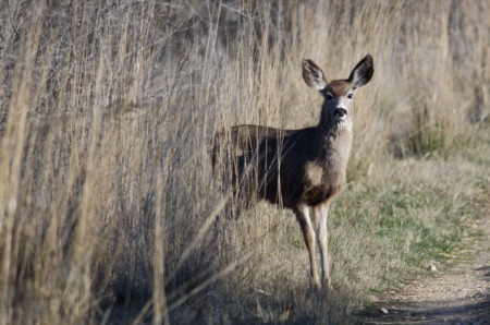 Things First-time Idaho Hunters Sometimes Forget