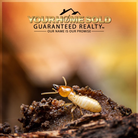 Understanding The Importance of Termite Inspections