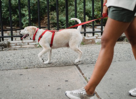 Chicago Ranked As One of The Most Dog-Friendly Cities in America