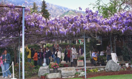 Sierra Madre Wistaria Festival 2024: A Day Among Blooms and Community