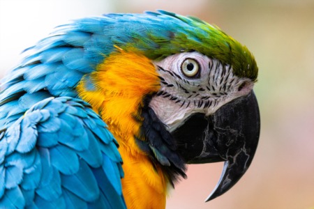 Parrots Learn to Call Each Other on iPads