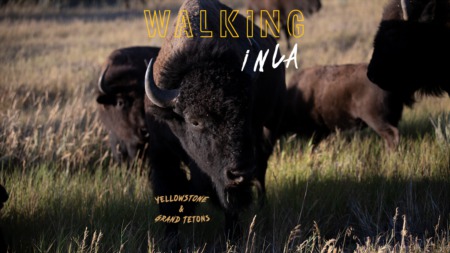 Walking In LA - Yellowstone NP and Grand Tetons NP