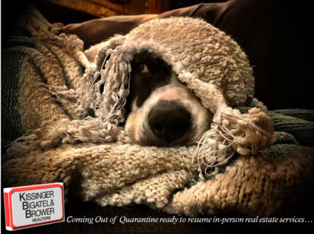 dog peeking out of blanket