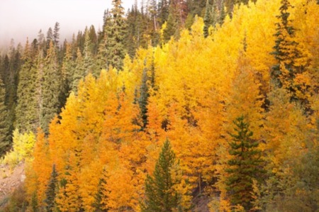 The Aspen Trees in Steamboat