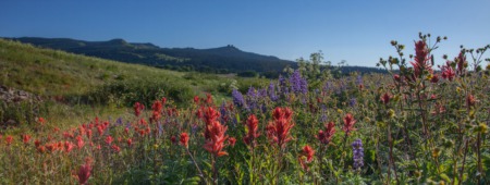 Steamboat Springs 5 Best Wildflower Hikes