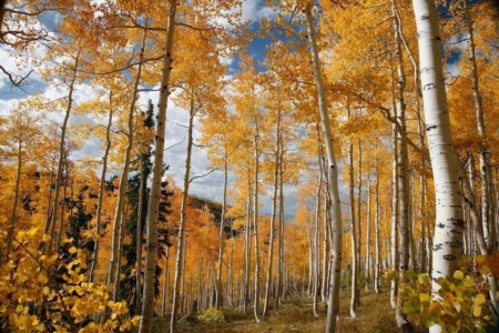Autumn Events in Steamboat Springs