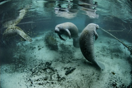 Must See: SWFL Manatee Migration