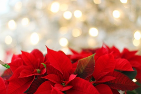 Giving Your Yard Some Holiday Cheer