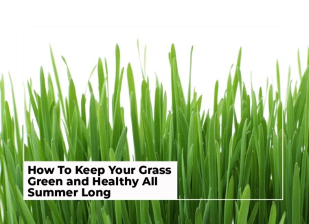 How To Keep Your Grass Green and Healthy All Summer Long