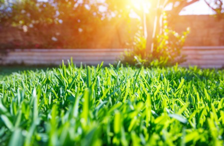 Give your lawn a chance!