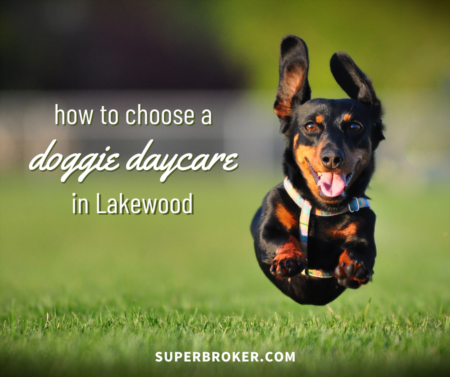 How to Choose the Right Dog Daycare in Lakewood