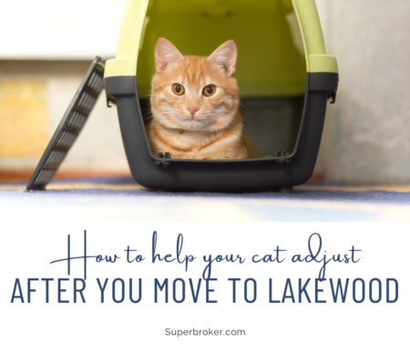 How to Help a Cat Settle Into Your New Home in Lakewood