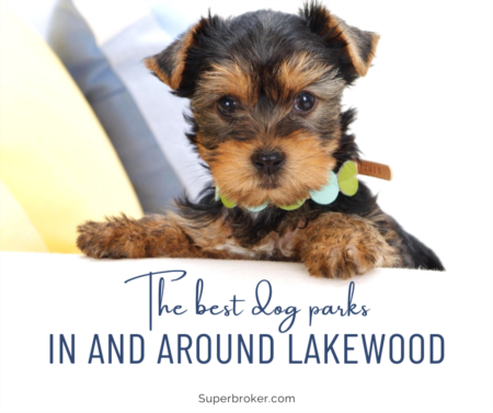 The Best Dog Parks in Lakewood