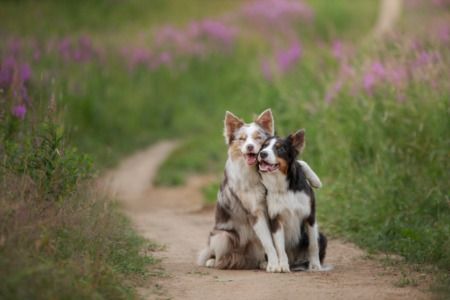 How to Protect Your Fur Babies From Poison Hemlock   
