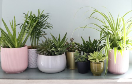 3 Fragrant Houseplants to Freshen the Air  