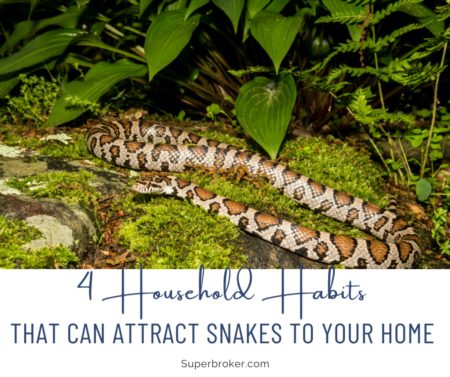4 Household Habits That Can Attract Snakes to Your Home 