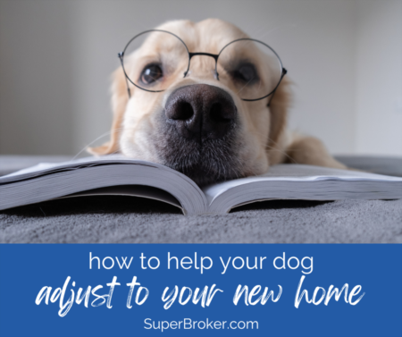 How to Help Your Dog Adjust to Your New Home