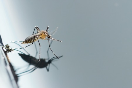 3 Ways to Get Rid of Mosquitoes Around Your Home        
