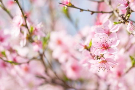 6 Tips for Selling a Home in Spring