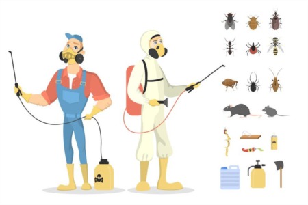 How to Identify and Address Common Pests