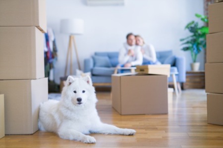 What to Know About Moving to a New Home When You Have a Pet