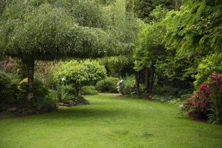 What to Avoid When Planting a Tree in Your Yard